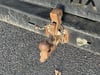 Photo de la voiture IVECO DAILY CHASSIS CABINE CAB 35 C 15H EMP 3750 QUAD-LEAF BVM6